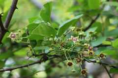 Tylophora indica var. glabra